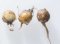 Tigrie orechy (Cyperus esculentus L.): zabudnuté hľuzy sa opäť vracajú