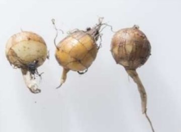 Tigrie orechy (Cyperus esculentus L.): zabudnuté hľuzy sa opäť vracajú