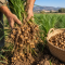 Tiger Nut (Cyperus esculentus L.): Nutrition, Processing, Function and Applications